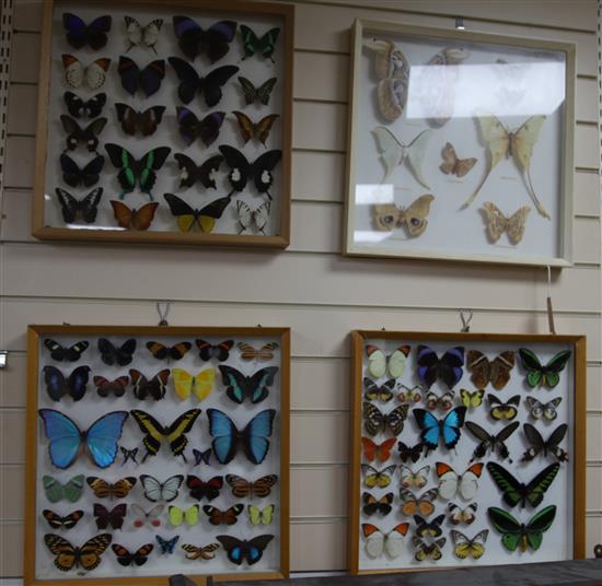 Entomological Interest: Four framed and mounted displays of butterflies and moths, collected from the 1980s onwards, 46cm sq.